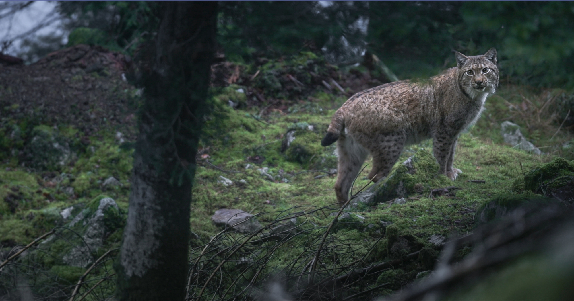Das Flüstern der Wälder