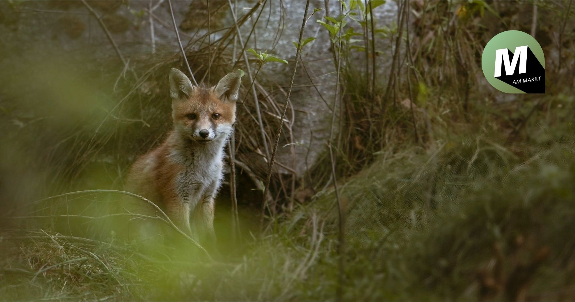 Das Flüstern der Wälder