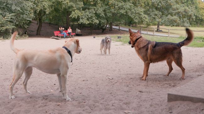 Hunde